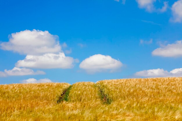 Campo di grano con piste in estate