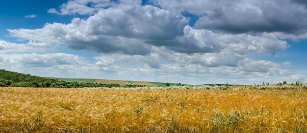 Campo di grano con spighe mature e bel cielo nuvoloso fiori bianchi estivi all'orizzonte