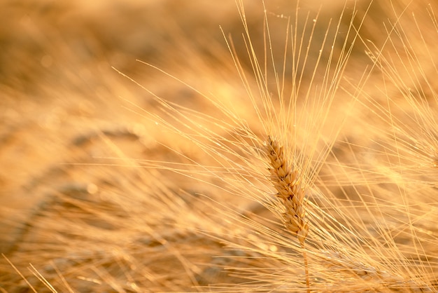 Campo di grano con spighe mature