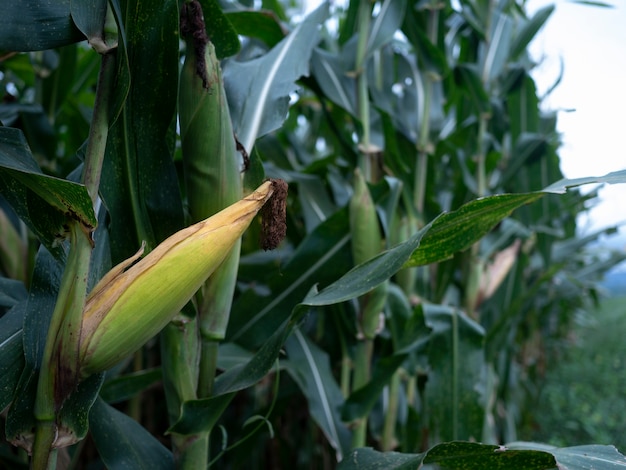 Campo di grano con un fiore di gru