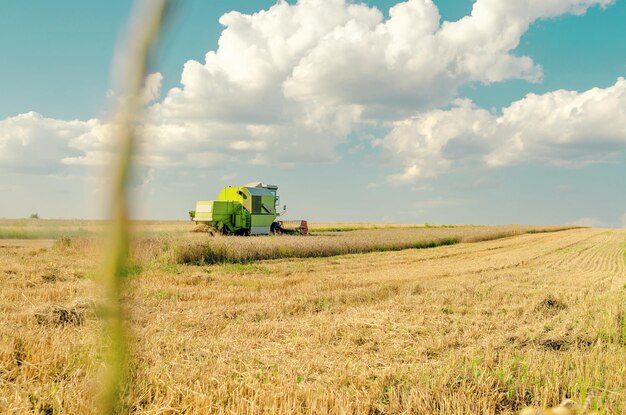 Campo di grano con una mietitrebbia all'orizzonte in una giornata di sole