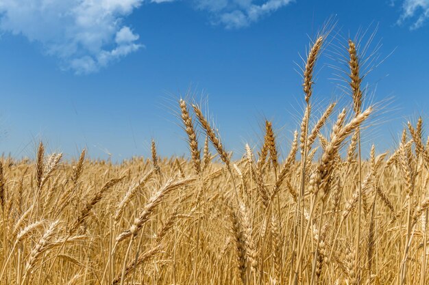 Campo di grano contro il cielo blu Primo piano delle orecchie dell'agricoltura del grano Agricoltura in crescita alimentare