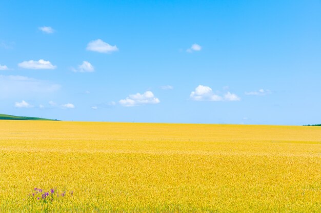 Campo di grano crescente sul cielo