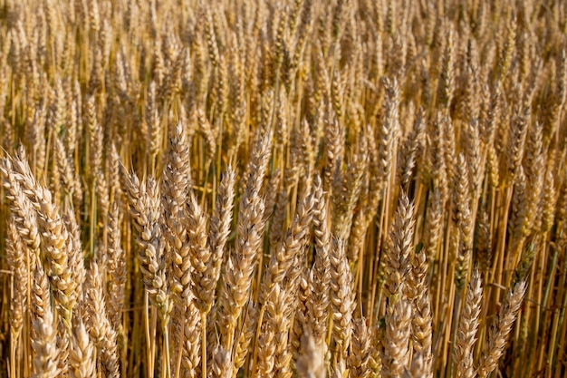 Campo di grano d'oro. Splendida natura tramonto paesaggio.