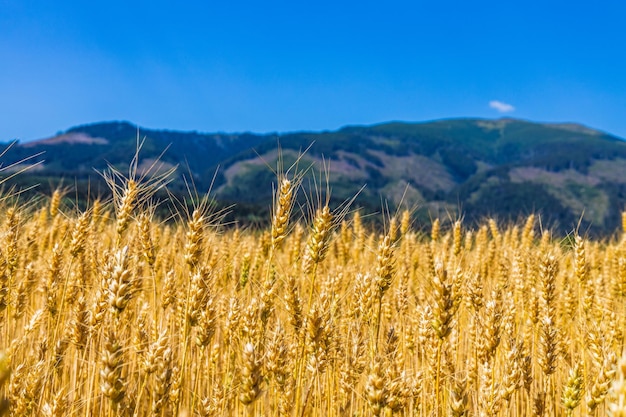 Campo di grano d'oro su sfondo di montagne. Spighe di maturazione del campo di grano del prato