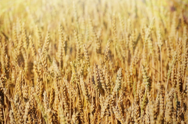 Campo di grano d'oro sullo sfondo del giorno d'estate