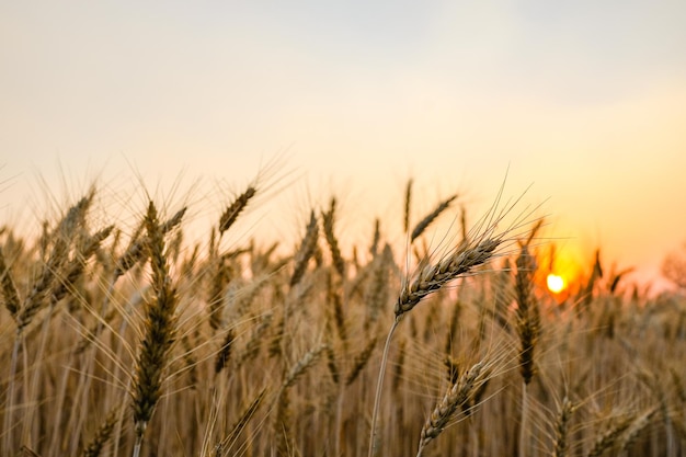 Campo di grano d'orzo su sfondo tramonto