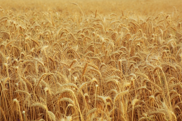 Campo di grano da vicino con posto per il testo