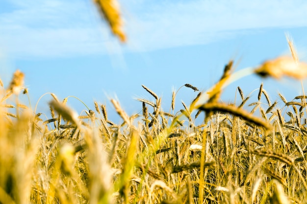 Campo di grano da vicino