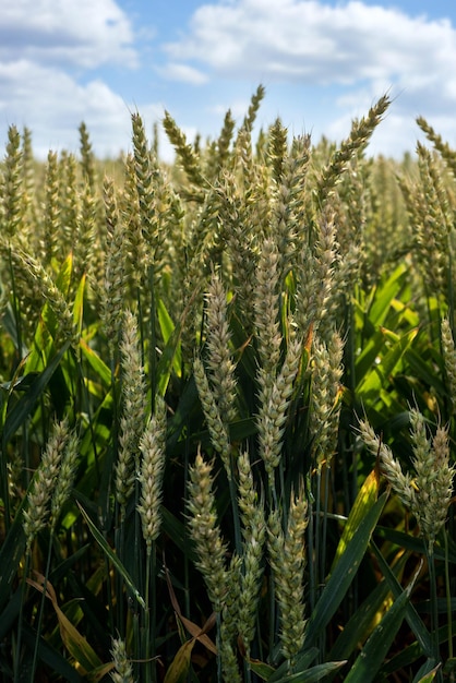 Campo di grano del primo piano delle orecchie di grano verde in una giornata estiva soleggiata