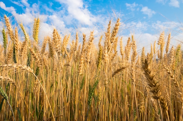 Campo di grano dell&#39;orzo in incandescenza dorata e cielo blu della nuvola in Chaingmai Tailandia