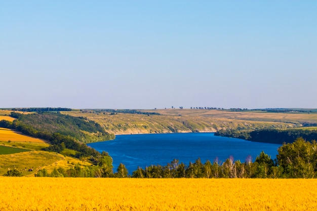 Campo di grano di agricoltura al paesaggio rurale della riva del fiume.