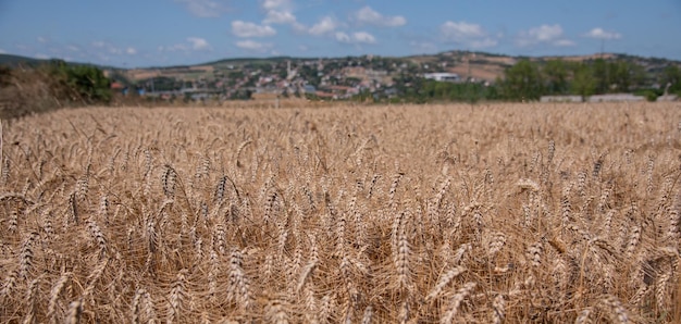 Campo di grano di grano in un giorno caldo e soleggiato concetto di fattoria sfondo vista ravvicinata