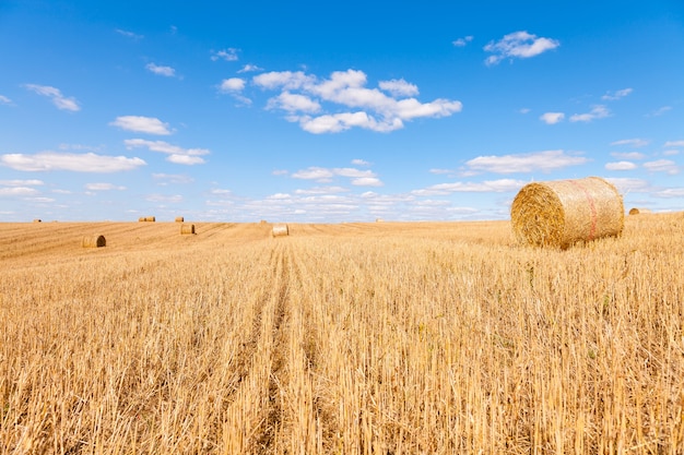 Campo di grano dopo il raccolto con balle di paglia al tramonto