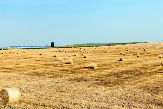 Campo di grano dopo il raccolto