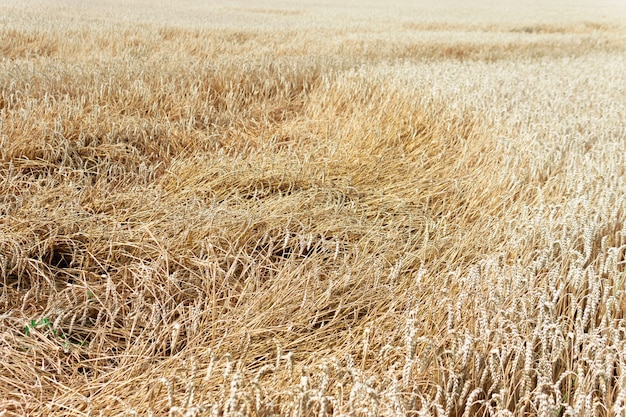 Campo di grano dopo un uragano, grano spezzato,