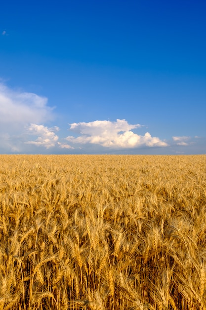 Campo di grano dorato a sfondo blu cielo con nuvole bianche. Agricoltura e concetto di allevamento, copia spazio, orientamento verticale