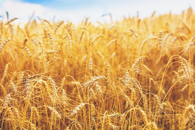 Campo di grano dorato al tramonto Bella natura