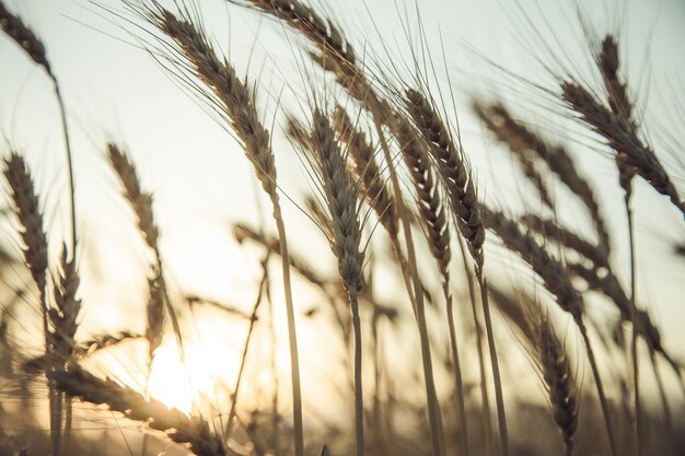 Campo di grano dorato al tramonto