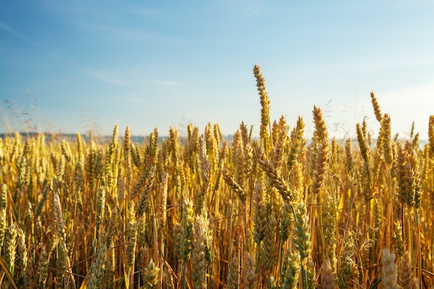 Campo di grano dorato con cielo blu