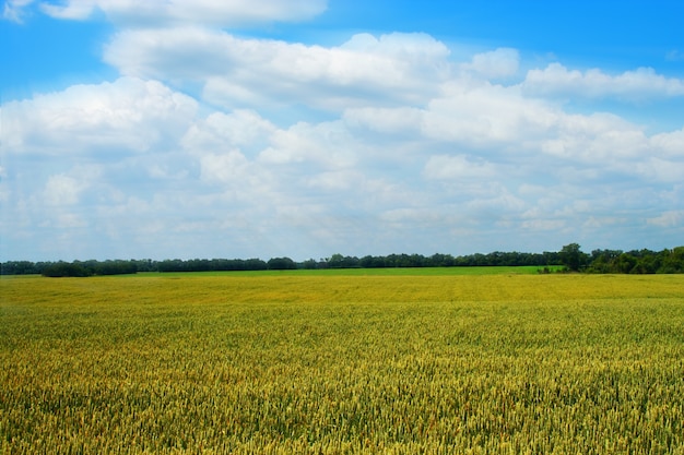 Campo di grano dorato con cielo nuvoloso blu