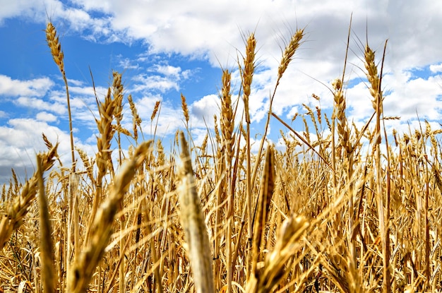 Campo di grano dorato contro il cielo blu e nuvole bianche.