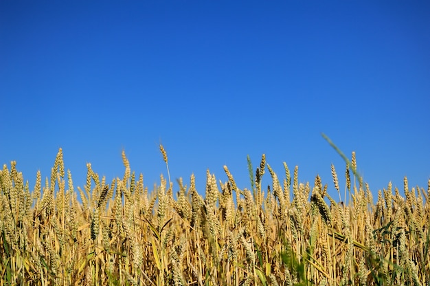 Campo di grano dorato e cielo azzurro in una giornata estiva