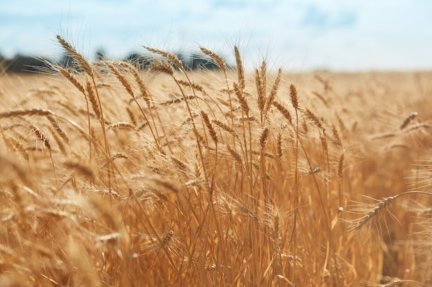 campo di grano dorato e cielo blu brillante. Chiuda sulla foto della natura delle spighette. Concetto di ricco raccolto