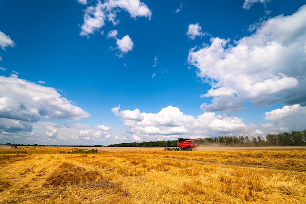 Campo di grano dorato e cielo blu, paesaggio di colture di grano agricolo nella stagione del raccolto