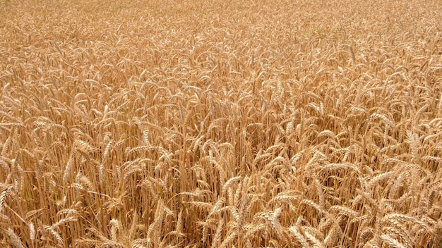 Campo di grano dorato e giornata di sole