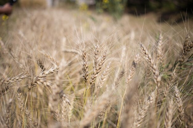 Campo di grano dorato e giornata di sole