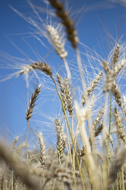 Campo di grano dorato e giornata di sole