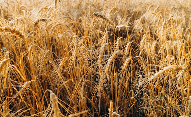 Campo di grano dorato e giornata di sole