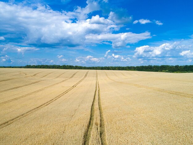 Campo di grano dorato e giornata di sole