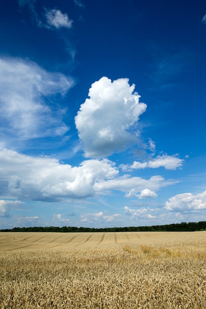 Campo di grano dorato e giornata di sole