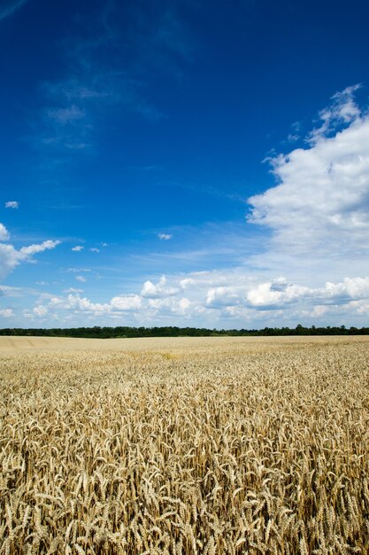 Campo di grano dorato e giornata di sole