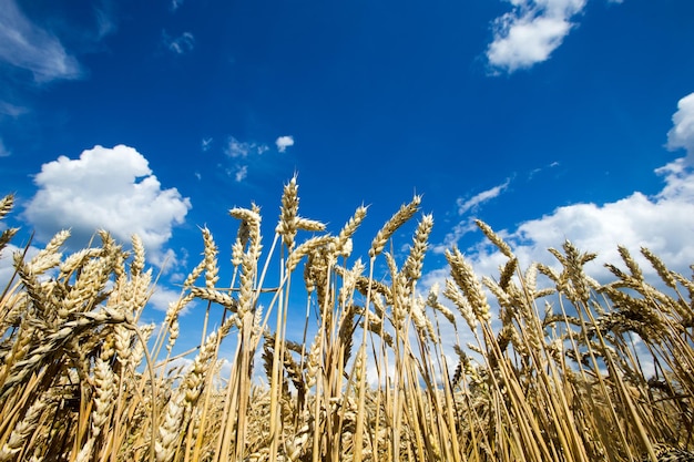 Campo di grano dorato e giornata di sole