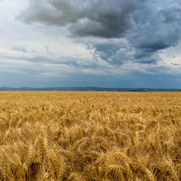 Campo di grano dorato e nuvole di tempesta.