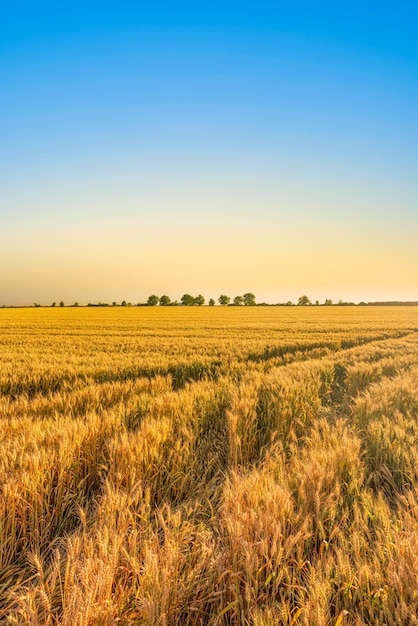 Campo di grano dorato e paesaggio del cielo al tramonto delle colture di grano agricole nel panorama della stagione del raccolto