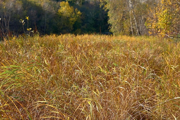 campo di grano dorato in autunno