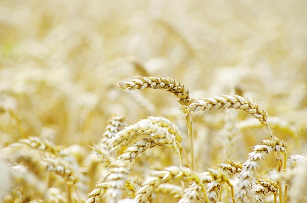 Campo di grano dorato in estate