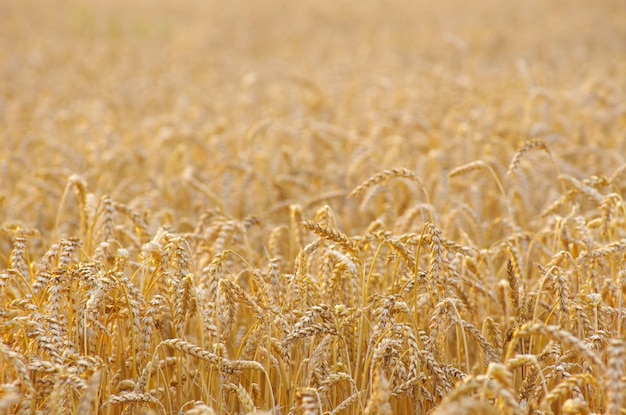 Campo di grano dorato in estate