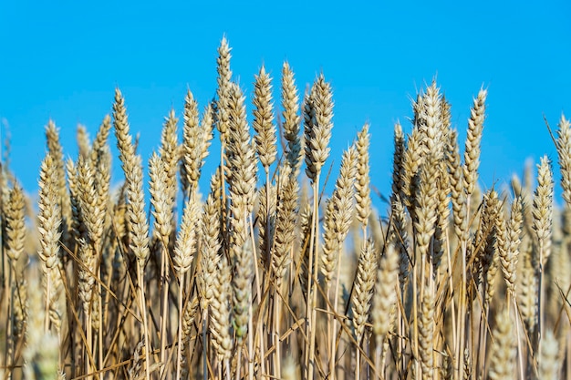 Campo di grano dorato in una giornata di sole contro il cielo blu al mattino, primo piano