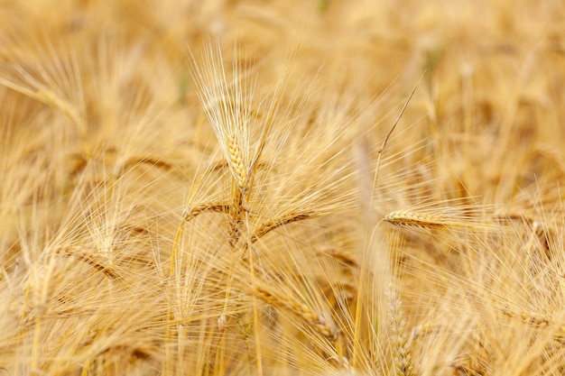 Campo di grano dorato matura orecchie di campo di grano giallo