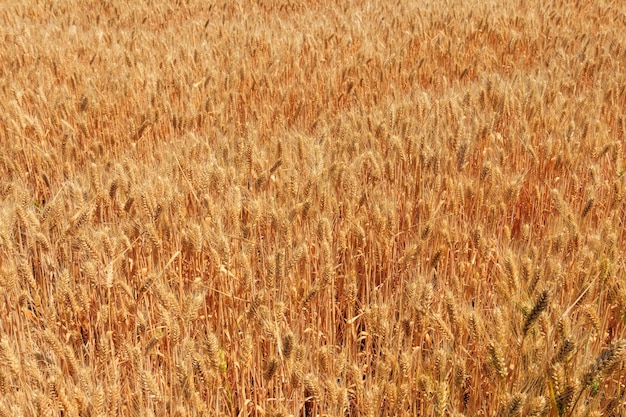 Campo di grano dorato maturo close-up