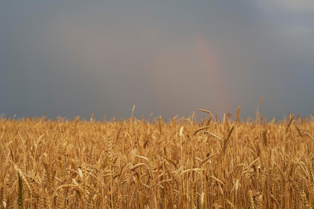 campo di grano dorato maturo con cielo scuro prima della tempesta