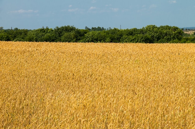 Campo di grano dorato maturo