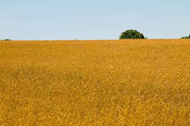 Campo di grano dorato maturo