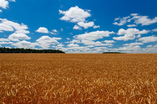 Campo di grano dorato maturo