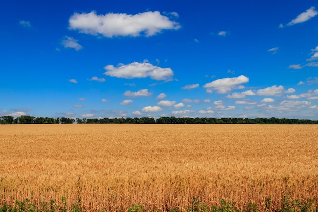 Campo di grano dorato maturo